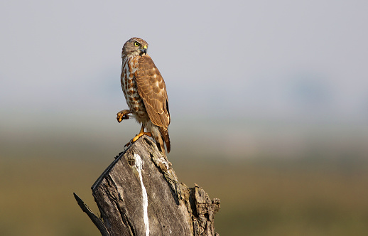 Sparrowhawk Perching On A Tree.