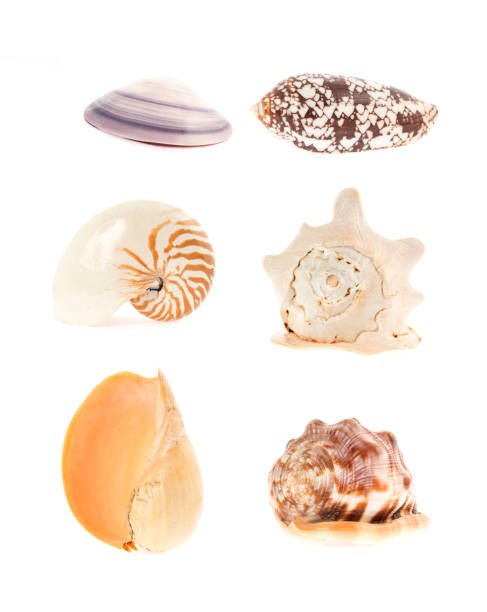 istock Group of sea shells isolated on white 502582433