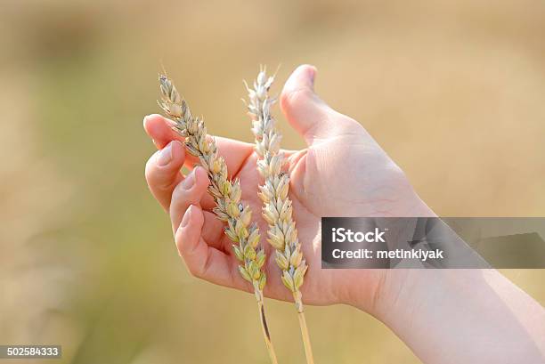 Holding Wheat Stock Photo - Download Image Now - Agricultural Field, Agriculture, Backgrounds