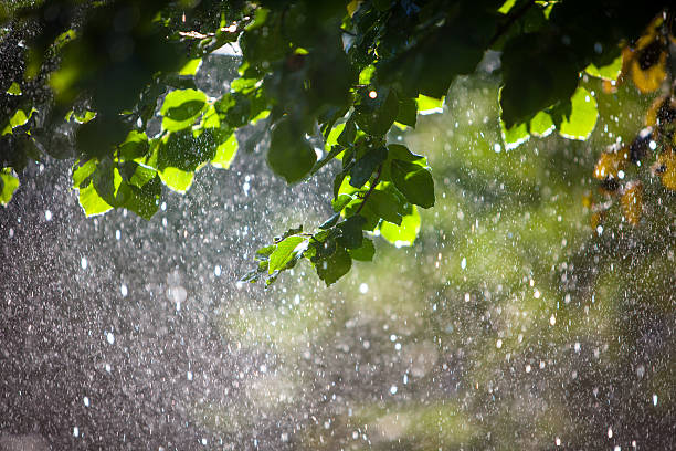 Drops of rain falling from a tree during storm stock photo