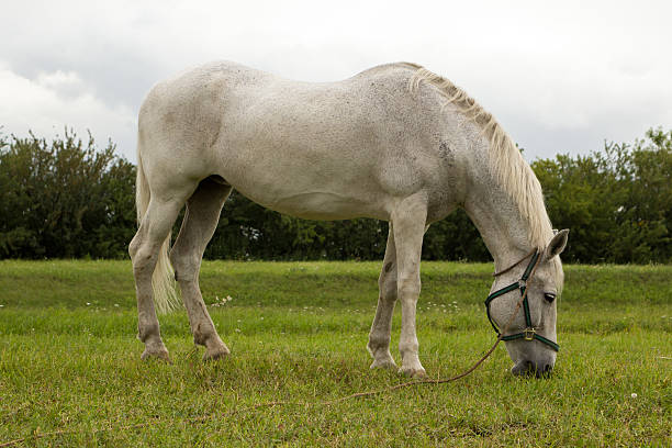 istock white horse on a green meadow 502584764