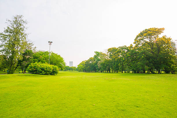 istock City park with green grass field 502585734