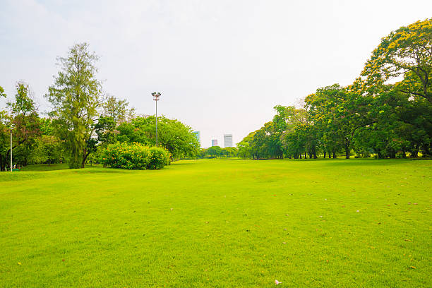 istock City park with green grass field 502585882