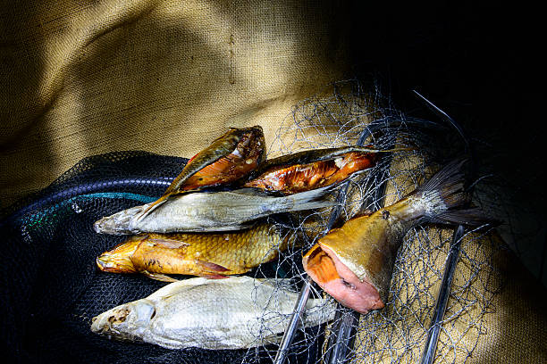 getrocknete fisch - halibut flatfish fish hanging stock-fotos und bilder