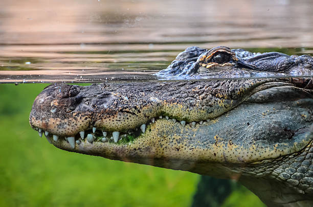 istock Amphibian Prehistoric Crocodile 502586254