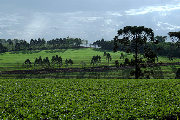 Soybean plantation Soy field in the district of Lerroville, Londrina, Paraná, Brazil..Photo 11.11.2013. tarde stock pictures, royalty-free photos & images