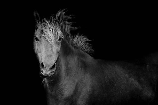istock Back shot of a horse 502586771