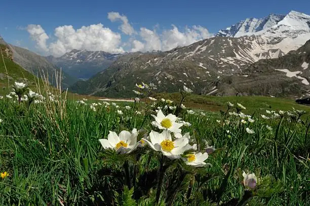 Alpine Pasqueflower or Anemone Alpino in its natural habitat.