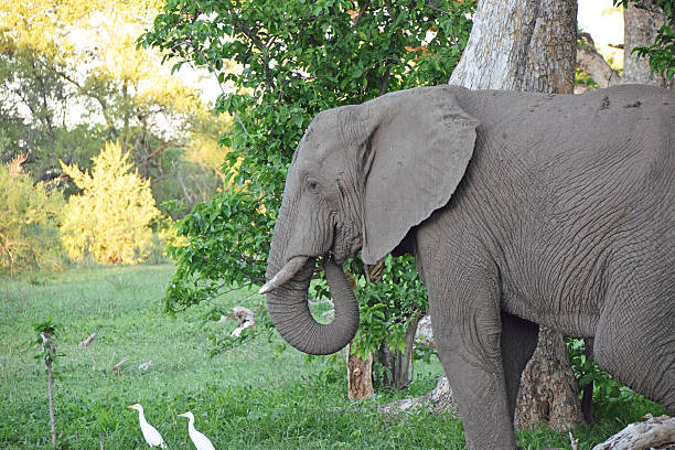 istock Wild Elephant in Zambia 502587458