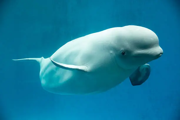 White Beluga Whale is looking at the camera from underwater.