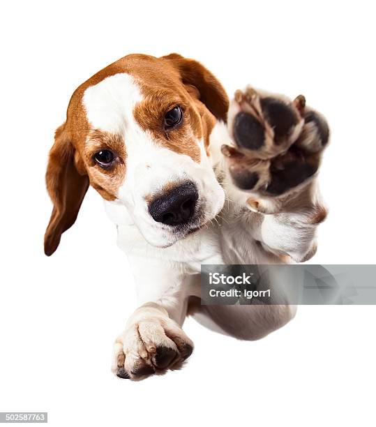 Beagle On White Stock Photo - Download Image Now - Beagle, Jumping, Studio Shot