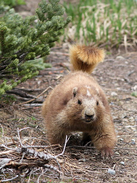 NORLHA ノラ FEATHER RACETRACK MARMOT（Marmot Mens Echo