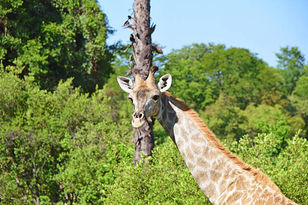istock Wild Giraffe in Zambia 502587896