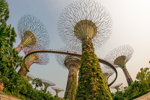 Singapore City, Singapore - November 8, 2015: : Gardens by the Bay in Singapore at day. Supertree Grove Stand in awe of the amazing Supertrees. These uniquely designed vertical gardens of 25 to 50-metres tall have large canopies that provide shade in the day and come alive with an exhilarating display of light and sound at night.