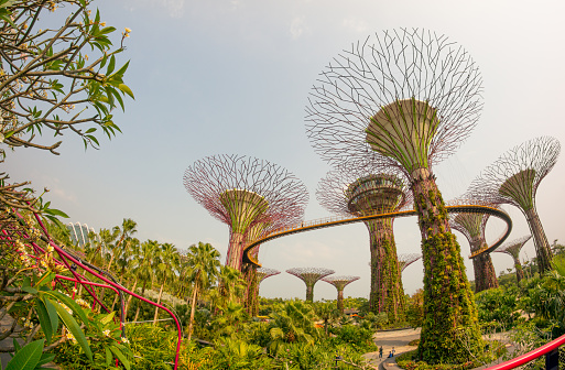 Singapore City, Singapore - November 8, 2015: : Gardens by the Bay in Singapore at day. Supertree Grove Stand in awe of the amazing Supertrees. These uniquely designed vertical gardens of 25 to 50-metres tall have large canopies that provide shade in the day and come alive with an exhilarating display of light and sound at night.