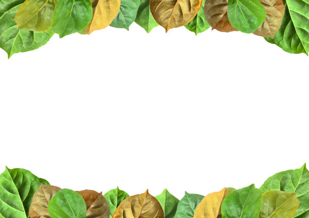 istock Green leaves frame isolated on white background. 502588410