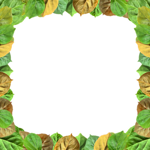 istock Green leaves frame isolated on white background. 502588630