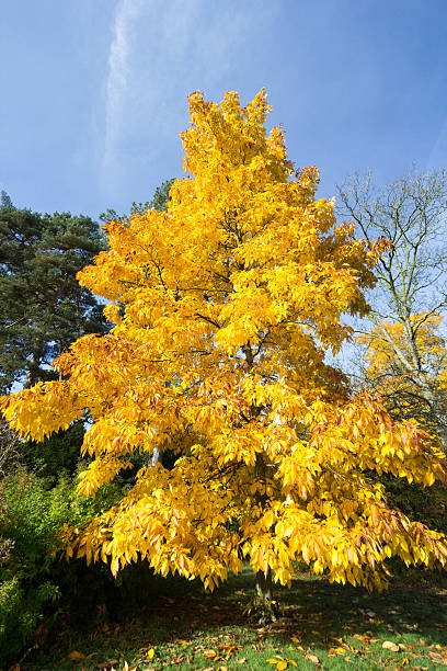 istock Tetbury in Gloucestershire, England 502589606