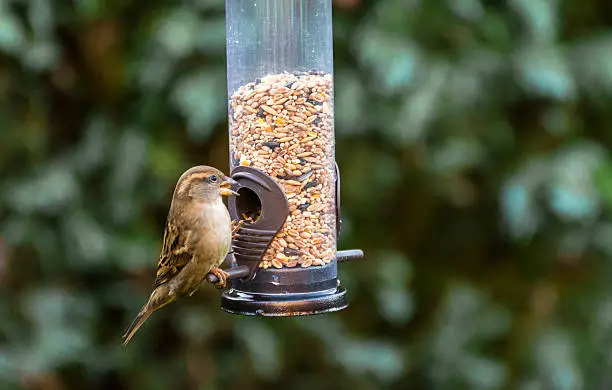 A photograph of a wild small Song Thursh eating out of a bird feeder filled with bird feed. The bird and bird feeder is to the left centre of frame with the background out of focus to put emphasis on the subject.
