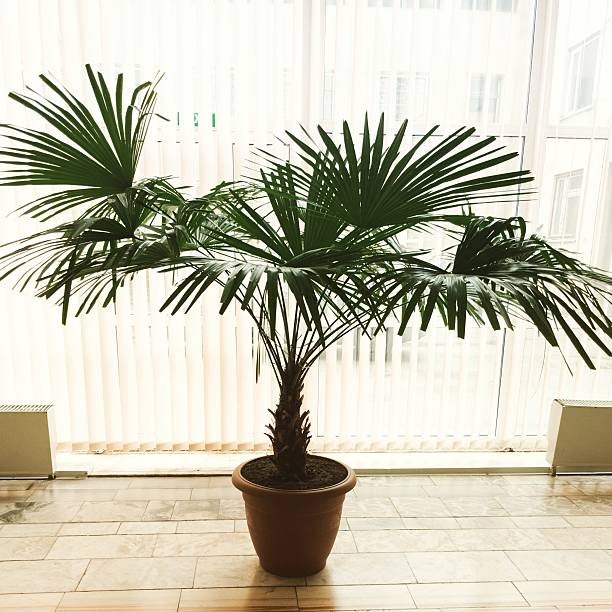 istock Palm tree in the room. 502590566