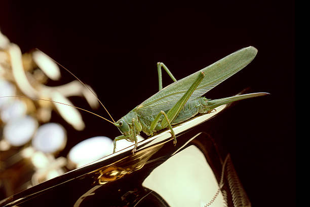 Grasshopper on golden saxophone stock photo