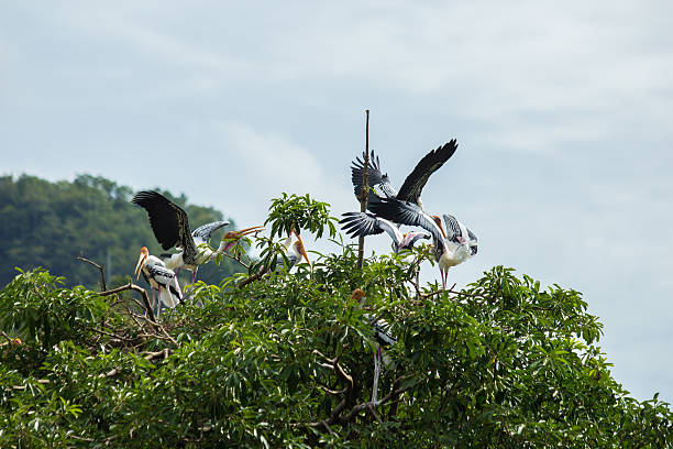 istock Kabbaw bird on the tree. 502591160