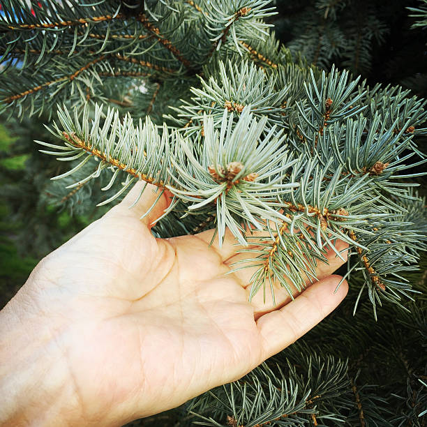 istock Woman's Hand Holding Blue Spruce Branch 502591192