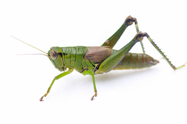 istock Locust of Japan 502599537