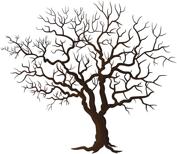 나무 없이요 잎 흰색 바탕에 그림자와 - 겨울나무 stock illustrations