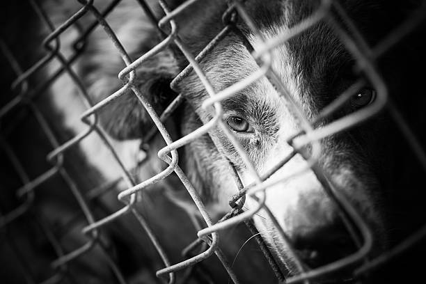 istock abandoned dog locked in a cage 502603938