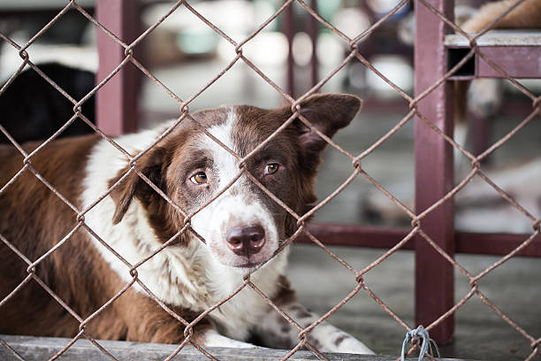 istock abandoned dog locked in a cage 502604072
