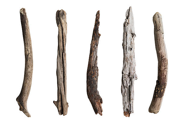 istock Set of dry tree branch 502604074