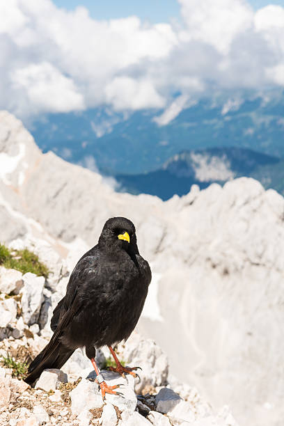 istock Alpine chough sitting on a rock 502604627