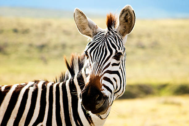 zebra - africa south africa african culture plain zdjęcia i obrazy z banku zdjęć