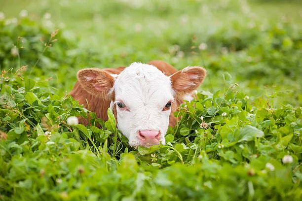 istock Hereford Calf in Pasture 502605337