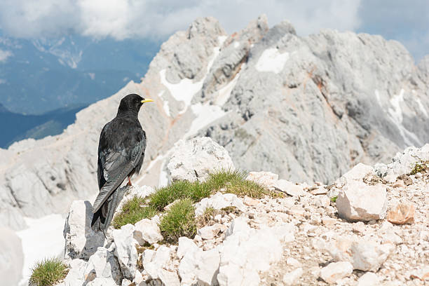 istock Alpine chough sitting on a rock 502605477