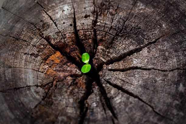 little sprout in the old log stock photo