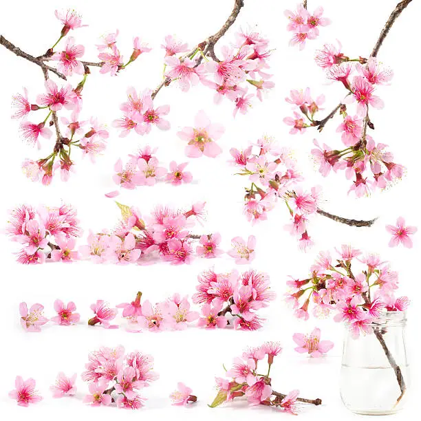 Cherry blossom sakura flower isolated sets