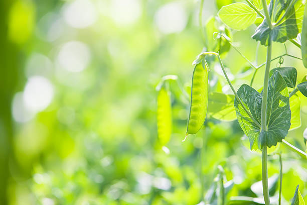 Close-up of a pea pod growing in the garden.