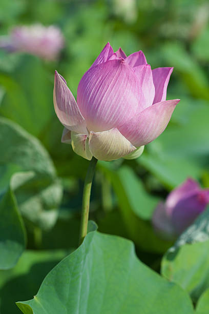 istock The lotus flowers 502606055