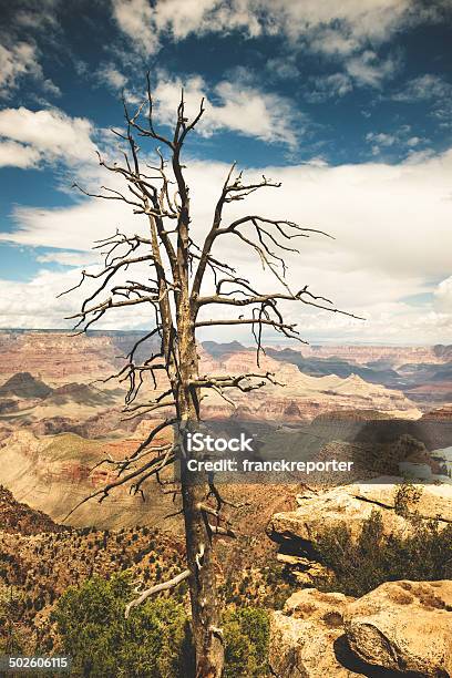 Parque Nacional Del Gran Cañón En Arizona Foto de stock y más banco de imágenes de Acantilado - Acantilado, Aire libre, Ajardinado