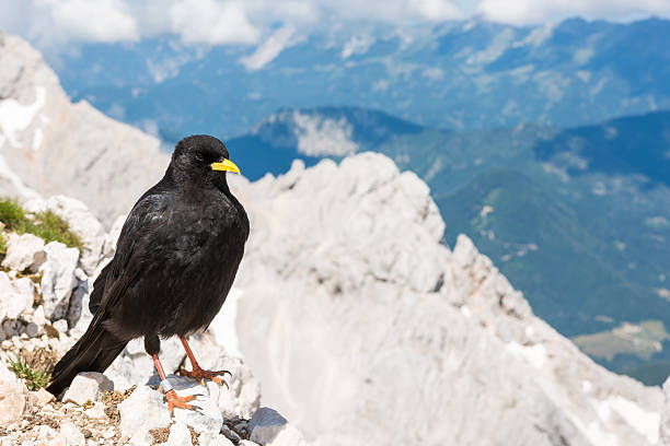 istock Alpine chough sitting on a rock 502606255