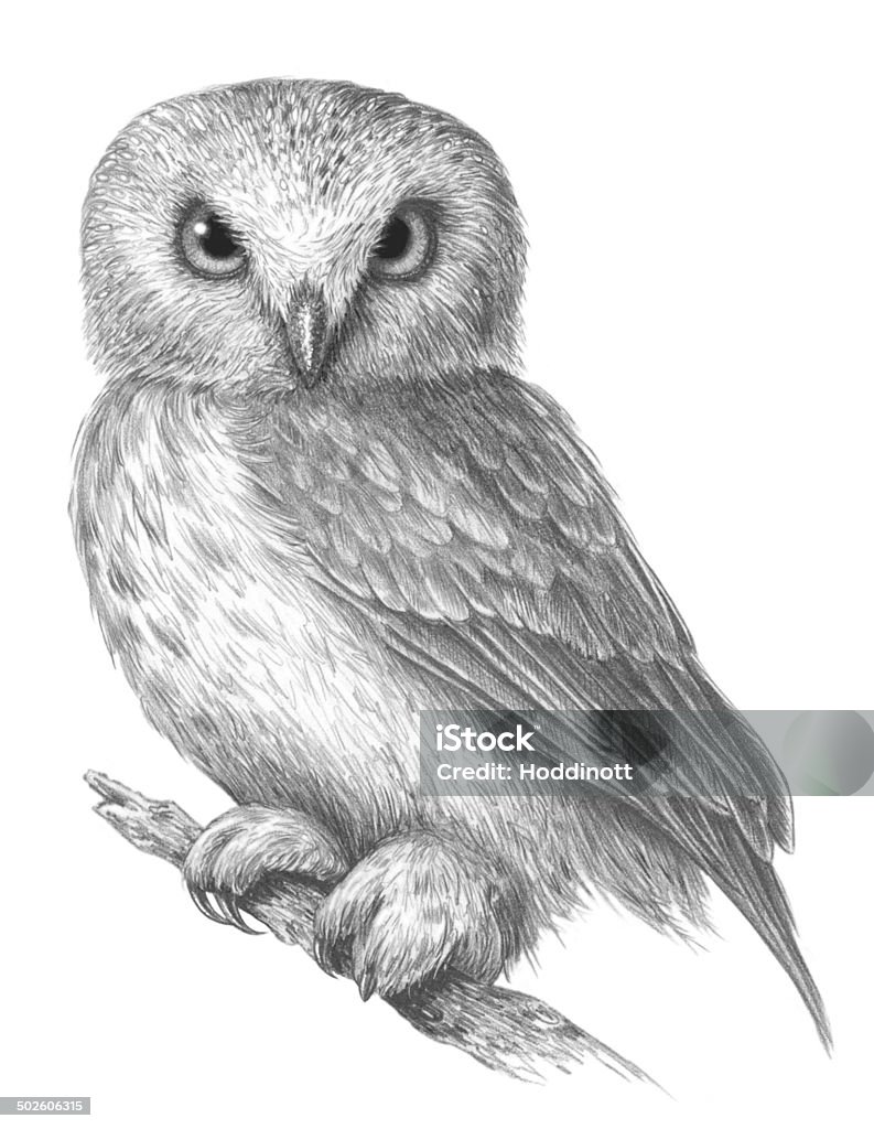 Adorable Young Owl Cute owl with bright, shiny eyes standing on a tree branch looking toward the viewer (Brenda Hoddinott © 2011, graphite pencil on paper, collection of the artist) Little Owl stock illustration