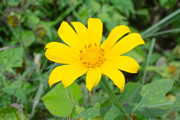 istock Maxican sunflower in Thailand 502606341