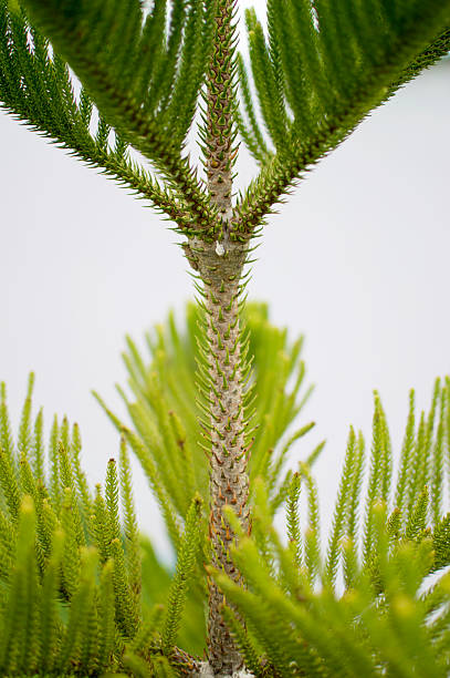 pino nolfolk - nature selective focus green vertical foto e immagini stock