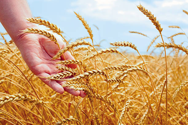 campo de trigo e masculino mão segurando cone em dia de verão - seed human hand wheat cereal plant - fotografias e filmes do acervo