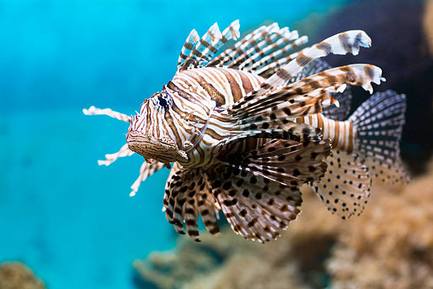 istock Fish swims in the aquarium, Zebra winged. 502606482