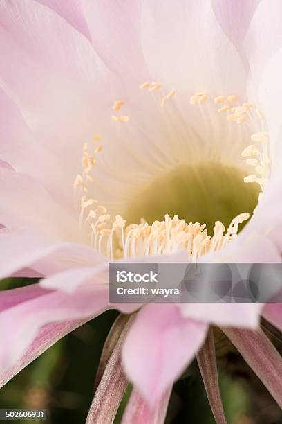 Closeup Di Fiore Kaktus Echinopsis Spachiana - Fotografie stock e altre immagini di Bellezza - Bellezza, Bellezza naturale, Botanica