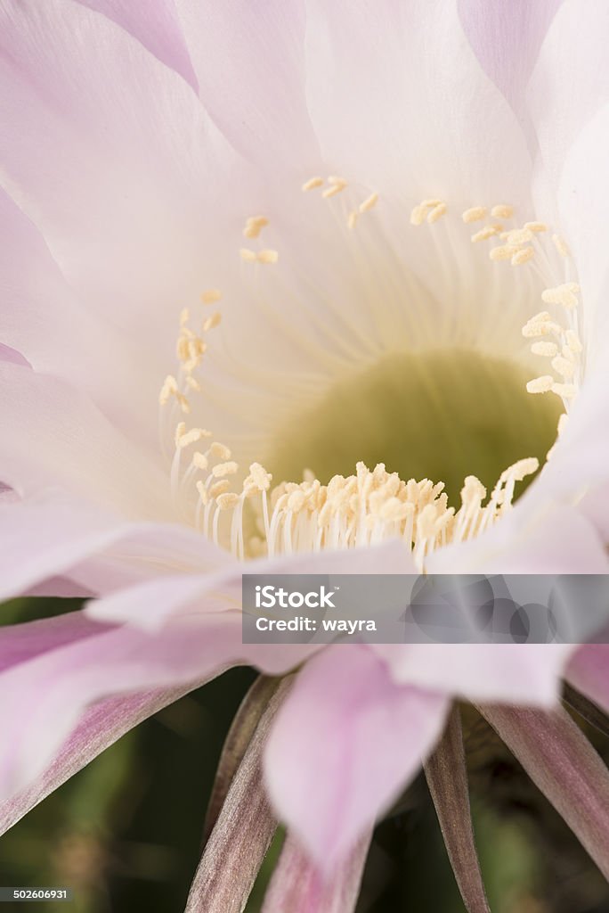 Close-up of Кизил Echinopsis Spachiana Kaktus - Стоковые фото Без людей роялти-фри