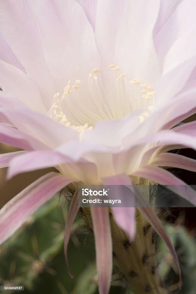 Close-up of cornejo Echinopsis Spachiana Kaktus - Foto de stock de Belleza libre de derechos